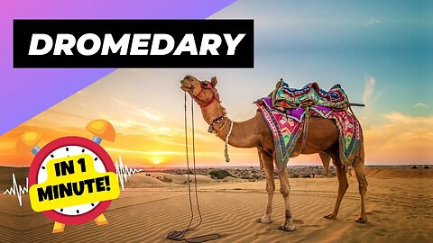 Dromedary - In 1 Minute! 🐪 One Of The Tallest Animals In The World | 1 Minute Animals