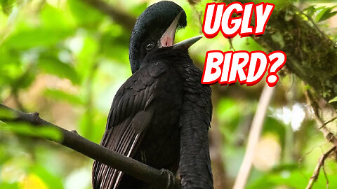 The Weird Long-Wattled Umbrellabird!