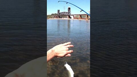 Fishing Chickamauga Dam