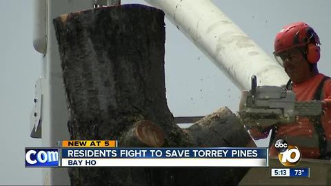 Residents fight to save Torrey Pines