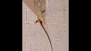 Long-tailed Sun Skink LIZARDS #shorts #thailand #lizards