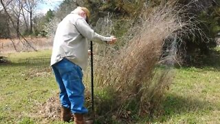 Organic Asparagus, Weeding and Fertilizer