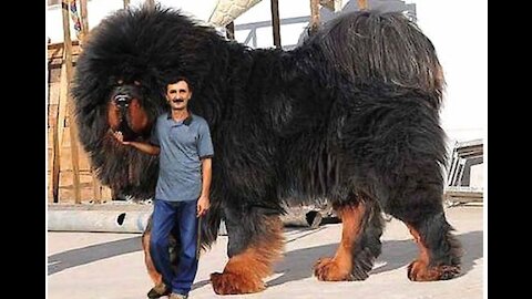 15 most expensive dogs in the world
