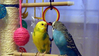 Two Australian parrot preening and kissing