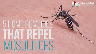 5 home remedies that repel mosquitoes