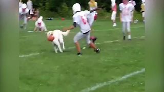 Dog SCORES A Touchdown