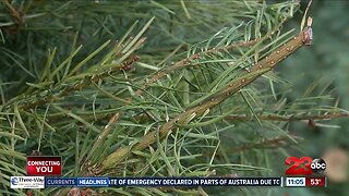 Kern County Public Works is offering options for recycling your Christmas tree