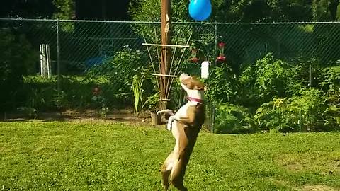 Pit Bull Enjoys A Lonely Game Of Catch With A Balloon
