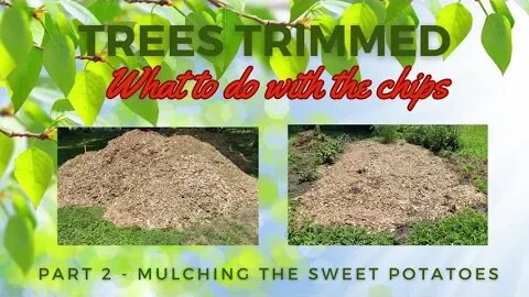what to do with wood chips - Part 2 Mulching the Sweet Potatoes