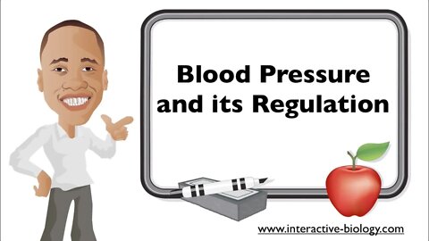 Blood Pressure Regulation (Lecture)