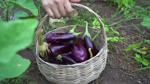Yummy eggplant cooking / Eggplant recipe / Cooking with Sreypov