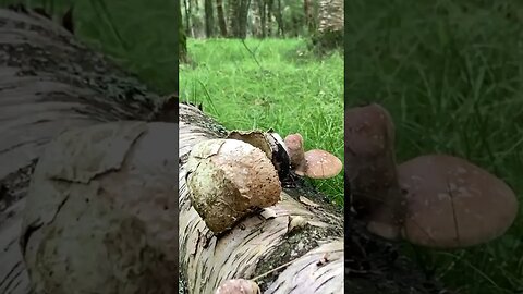 Mushrooms in Ballathie Woods, Experience Scotland's Ancient Woodlands