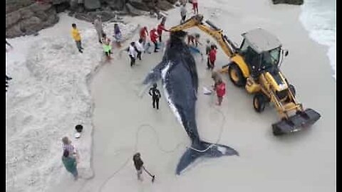 브라질의 한 해변가에서 구조된 고래