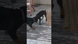 Rottweilers - Championship Puppies In Training.
