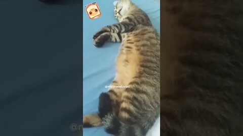 MEO NEO STORIES ~ Our cute cat is sleeping 💤 peacefully… oh wait 🥶😱