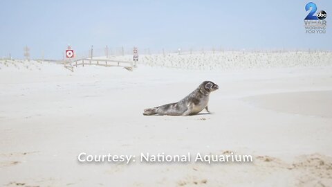 Home sweet home: Rehabilitated seal set free into Assateague Island by Aquarium staff