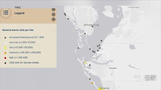 Tampa Bay watch monitoring water impact from Piney Point