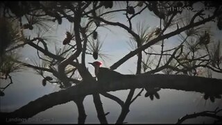 Pileated Woodpecker Searches For Breakfast 🌲 11/18/22 07:44