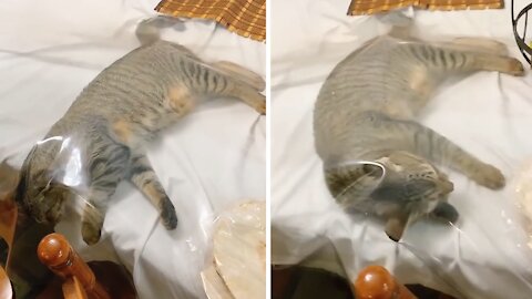 Cat Finds The Most Peculiar Place For A Nap
