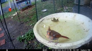 Female Cardinal at Bird Bath