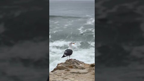 Wilder Ranch State Park: Stop 5: A seagull listening to the ocean wave. #shorts