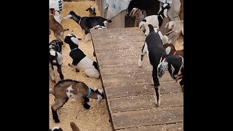 Many baby goats are playing together # 🐐🦙🐑🐏 #