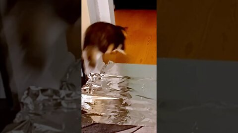 Cat Jumps Over Tinfoil