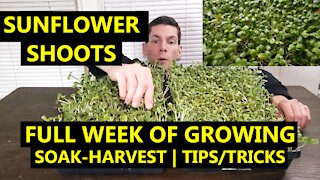 SUNFLOWER SHOOTS: How to Grow For Yourself or A BUSINESS | Full Week of Growing & Experiments