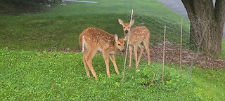 2nd set of twin fawns in the neighborhood