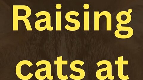 Raising cats improves human health #pets_birds #cats #cats_care