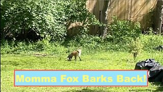 Momma Fox Barks Back!