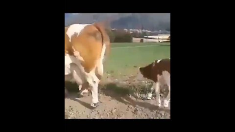 Cow and baby