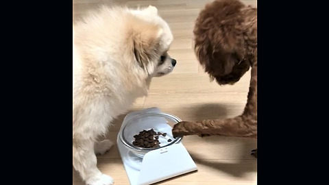 Dogs Politely Take Turns Eating From Same Bowl