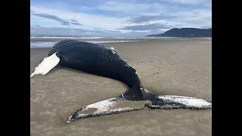 Oregon Dept Of Public Works Circa 1970: X Users Beg Officials To Blow Up Dead Whale On Oregon Beach
