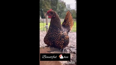 beautiful hen