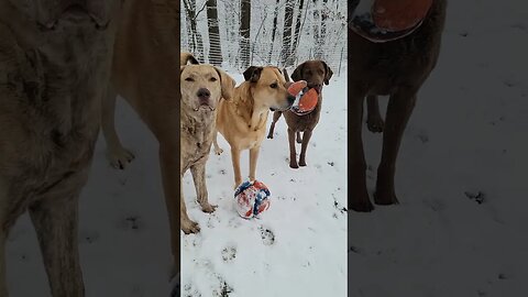 Winter wonderland for us! #welovesnow #snowdogs #playininthesnow