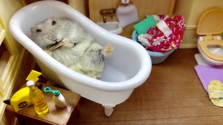 Lazy hamster enjoys snack in the bathtub