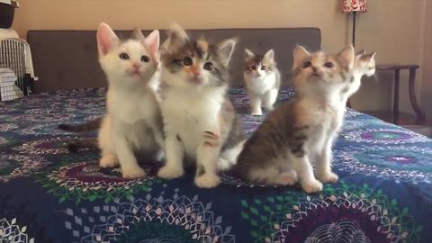 Kittens adorably move their heads in sync