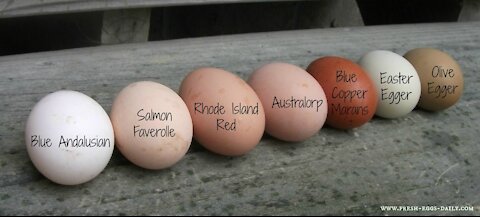 Backyard Eggs versus Factory Eggs
