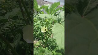 Beautiful Okra Flowers