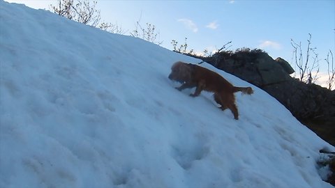 Snow-loving dog repeatedly slides down slope