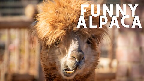 Funny alpaca - Cute funny alpaca
