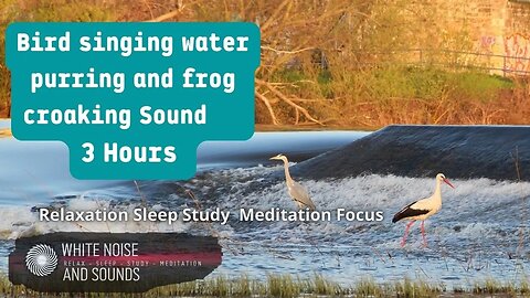 Sound Bird singing water purring and frog croaking Relaxation Sleep Study Meditation Focus,