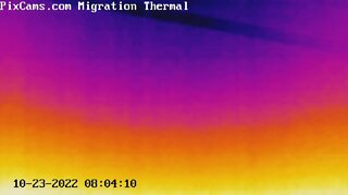 Crows Flying on Thermal Migration Cam @ 8:04 AM 10/23/2022