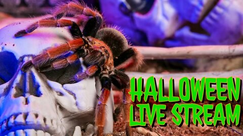 Halloween Fundraiser Giveaway Live Stream
