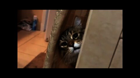 cat peeking behind the door