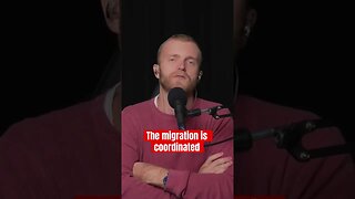Is the mass migration coordinated?