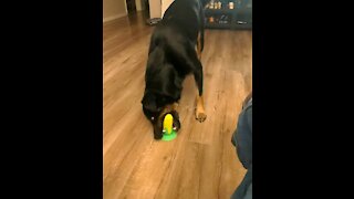 Clever dog outsmarts toy