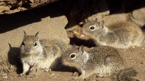 CatTV: teenage squirrels group