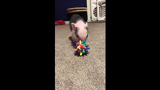 Mini pig running circles around mom